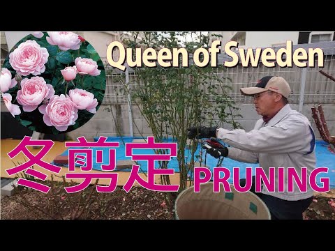 イングリッシュローズ「クイーンオブスウェーデン」 植物