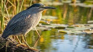 Socozinho, Socó Mirim | Aves 