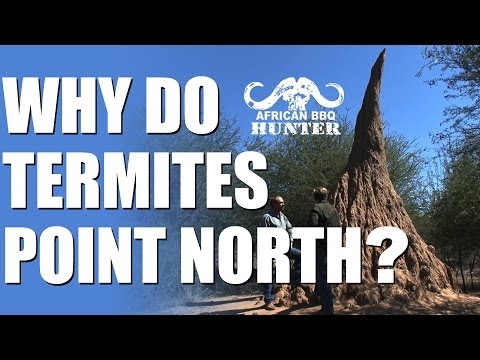 Why do termite mounds point north?