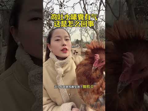 #鸡吐水嗉囊有气怎么回事 #鸡嗉囊炎 #鸡吐水 #科普 #鸡 #搞笑