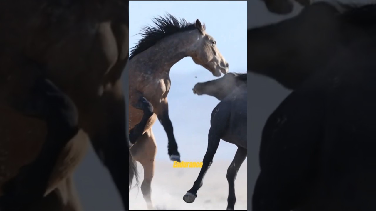 The 3 Ultimate Horse Breeds for Long-Distance Travel! #horse #animallife #animalfacts #facts