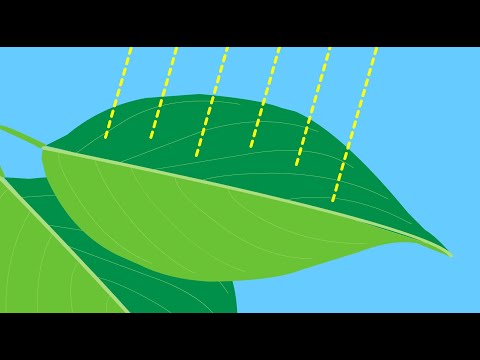 La fotosintesi clorofilliana