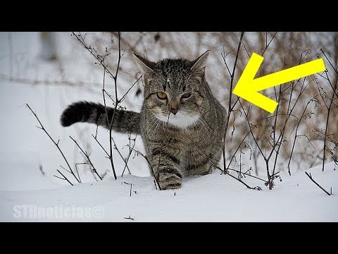 Abandonan a bebé para que muera congelado en el frío, pero mira lo que hace esta gata ¡Dios mio! Video