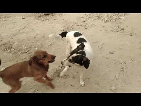 Baby Dog play😍😍😍🤩🤩🤩