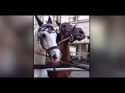 Unfälle: Schock-Video über Fiaker