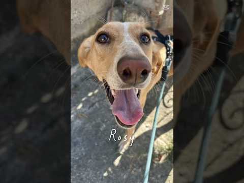 Regalo Rosy splendida giovane simil Segugio cerca casa 