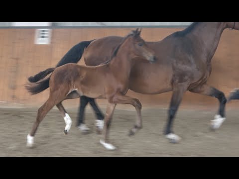 *2021 Stute von Valverde - De Niro SOLD!!!