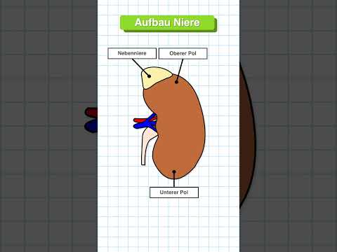 Aufbau der Niere in 60 Sekunden erklärt #medizin #anatomie #medizinstudium