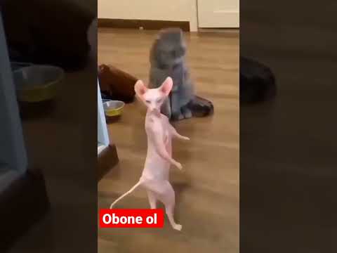 Gülmekten Kırıp Geçiren Sakar Kedi
