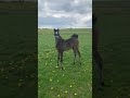 Filly Arabian Thoroughbred For sale 2022 Grey