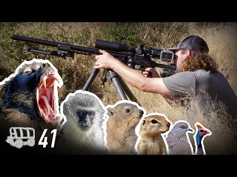6 Species in ONE DAY... a Hunter's Paradise! | Oxwagon Diaries, pt.41