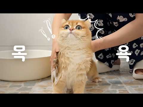 목욕시켰더니 찰떡이가 말을 하기 시작했어요!