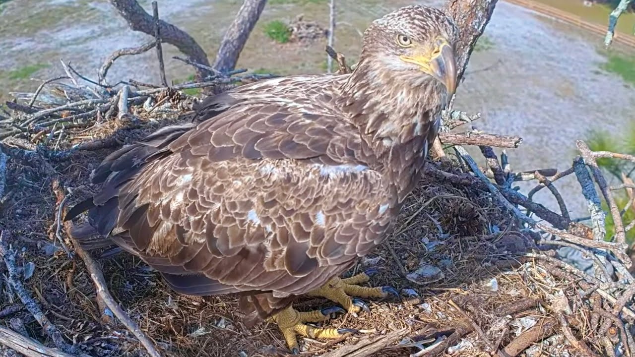 SWFL Eagles 4-22-26.  STUNNING SUBADULT CHECKS OUT THE NEST & POND!  + Nest Work & THE HERD!