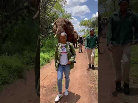 🐘 Walk