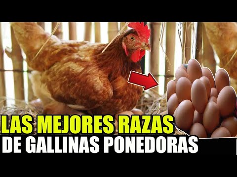 , title : 'LAS 10 MEJORES RAZAS DE GALLINAS PONEDORAS DE HUEVOS GRANDES'