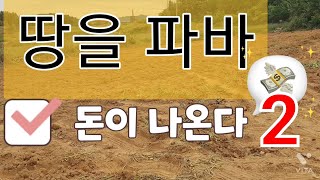 김장배추포기찰때 땅파서 돈번다 (꿀밤고구마 이삭줍기