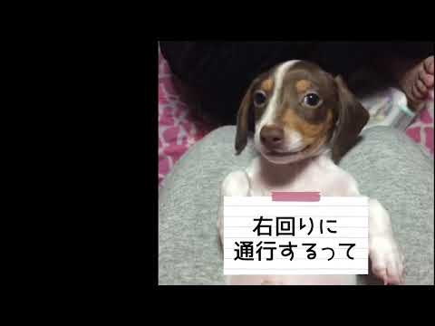 #ワンワンU・x・Uお悩み相談室 1️⃣0️⃣9️⃣〜福井市「ショコラくん」#環状交差点 の通行