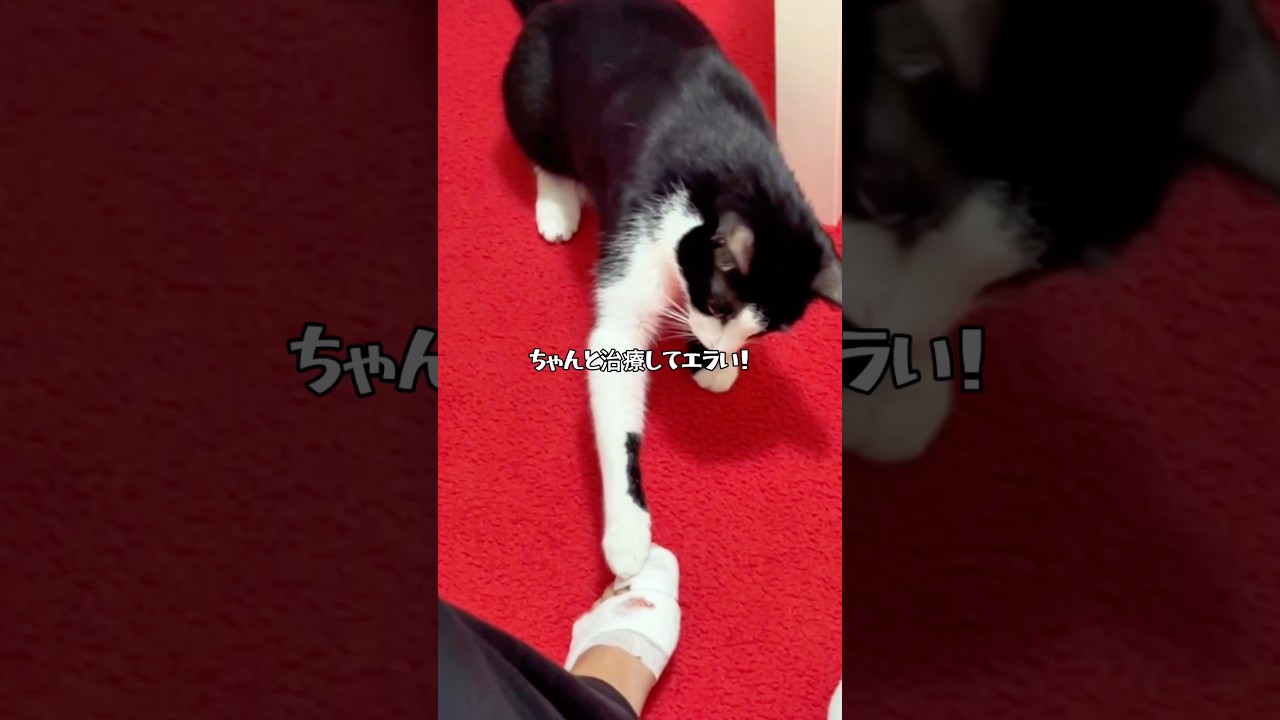 生きててエラい！【全肯定してくれる、エラいネコ】