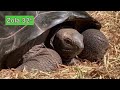 Aldabra Tortoise Young Breeders Nice 31 Inch And Two Adult Females Aldabra Future Breeding Project
