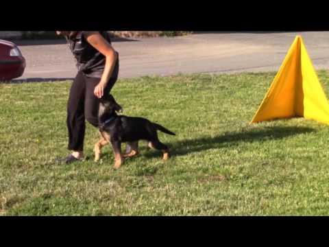 Milo z Jukasu - training B + C - 3,5 months