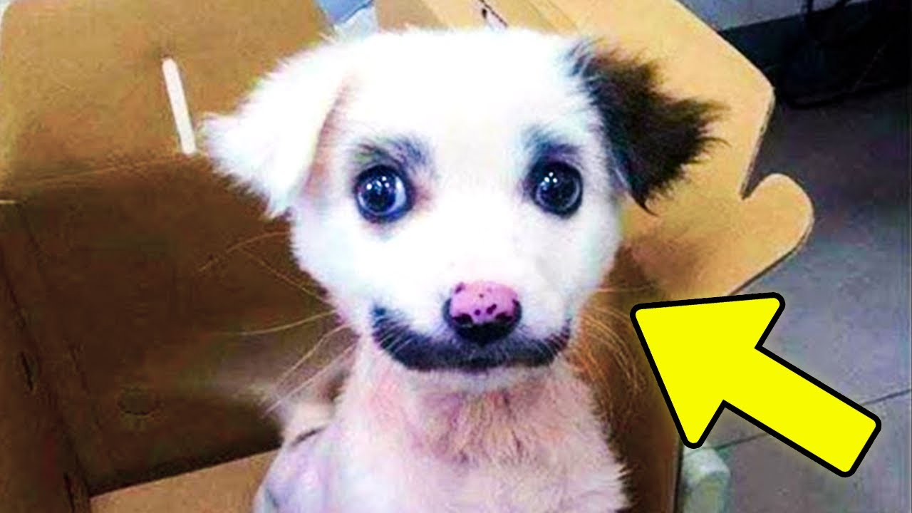 Ele Pensou que Tinha Trazido um Cachorro Para Casa, Mas Depois Percebeu que Era Outra Coisa