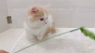 ミヌエットの動画01