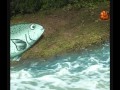 Mr Snail Episode 35 Salmon Fish