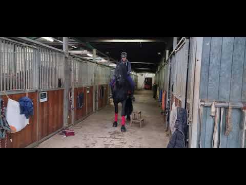 Stal Okkema's Gooitzen - Rommert x Leffert - stallion - 2018 - 1.67m