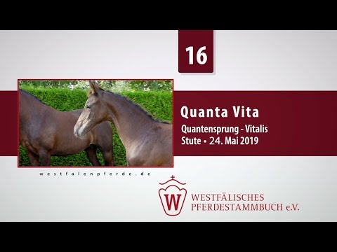 16 Quanta Vita  Stute v. Quantensprung - Vitalis