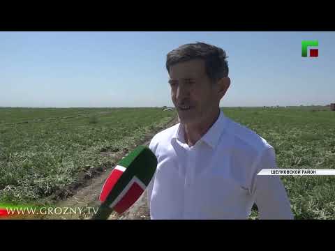 Чеченские фермеры начали собирать первый урожай бахчевых
