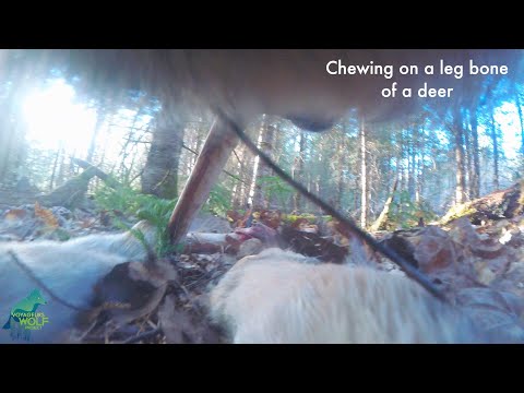 First-Ever Camera Footage From A Wild Wolf's Collar Reveals What A Day In A Wolf's Life Is Like