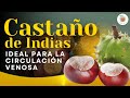 Beneficios y Propiedades del CASTAÑO DE INDIAS