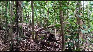 Download lagu Cara Panggil Kijang di Hutan.... mp3