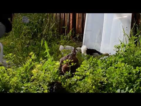 Backyard Chickens, Fremont, CA, USA, May 05, 2022, 05:31 PM PDT