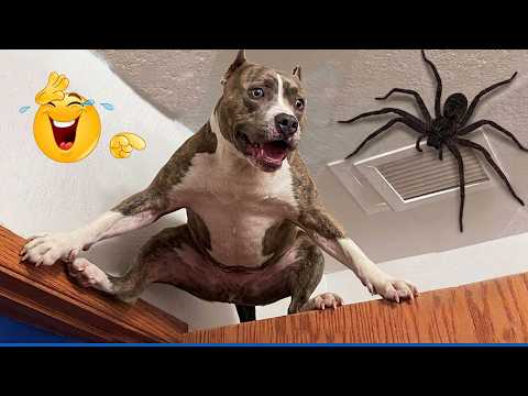 Impossible Not To Laugh 🤣 Funniest Dog Moments!