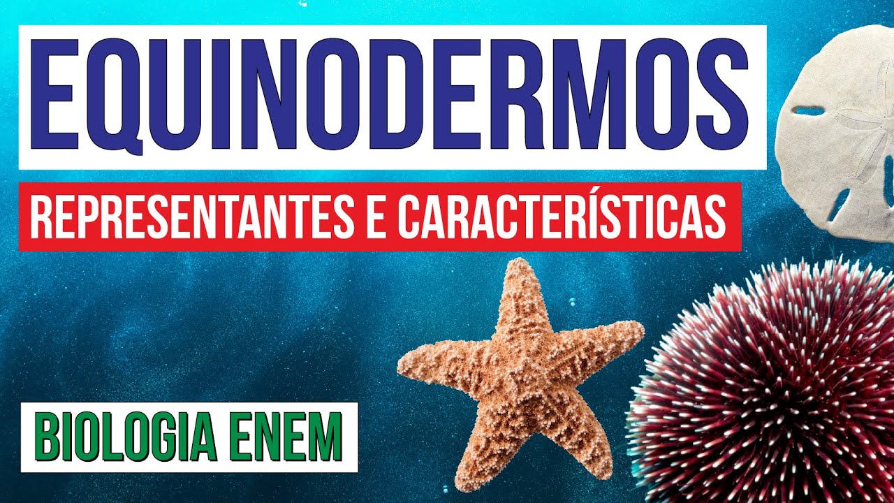 EQUINODERMOS: representantes e características | Biologia para o Enem | Cláudia de Souza Aguiar