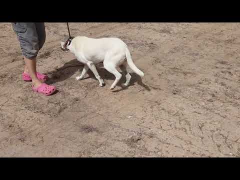 Vídeo de BLANCHE