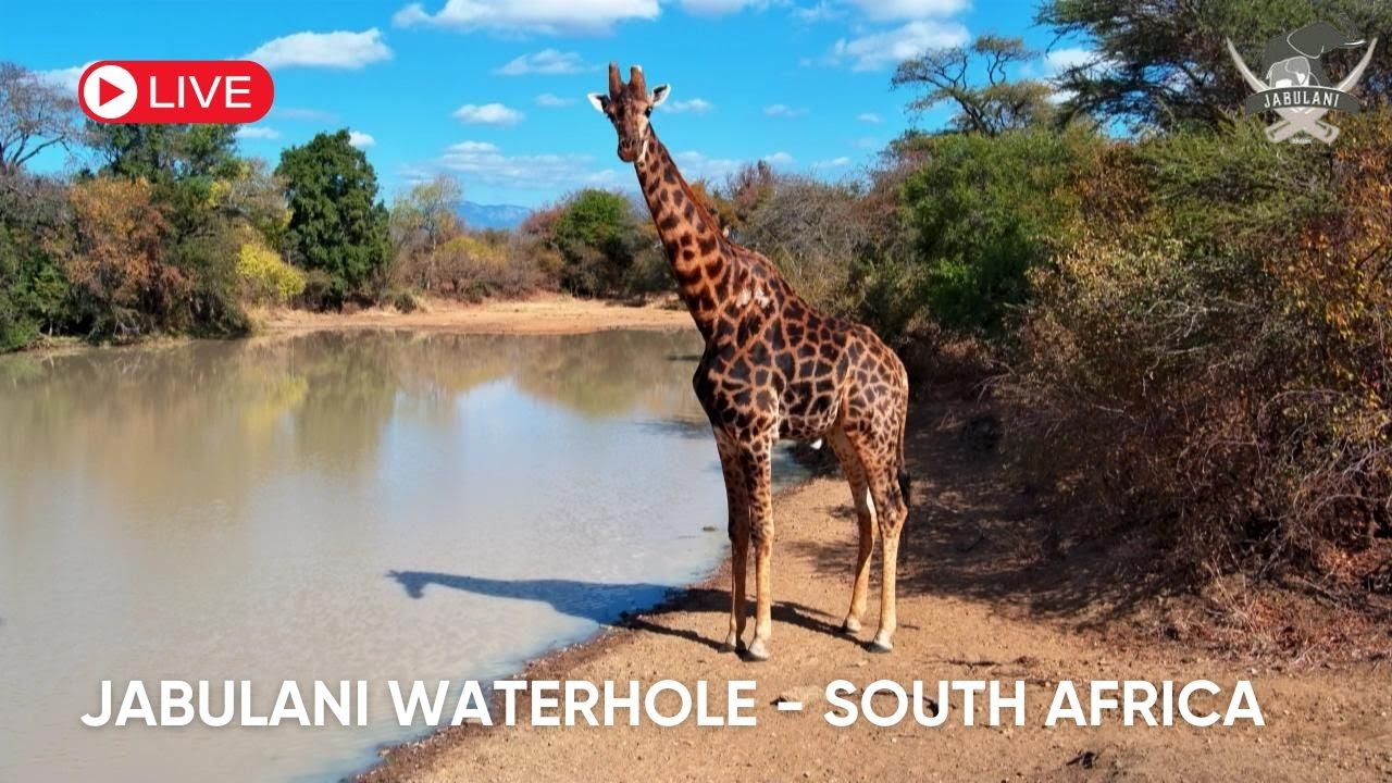 Live webcam view of Jabulani Safari Waterhole Wildlife Cam