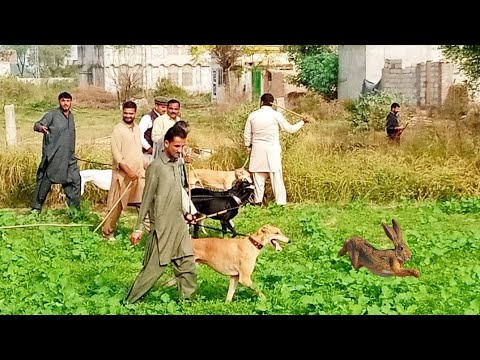 Greyhound Hunting 2024 | khargosh ka shikar 2024 | Dog Vs Rabbit Race | Hunting 2024
