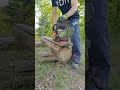 Chainsaw Mill On Sassafras With A 2x6 Part 2