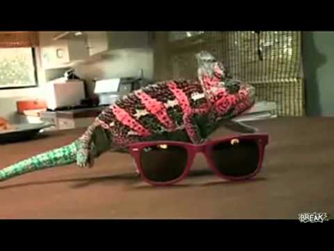 Coolest Chameleon Ever Video ... - YouTube.flv