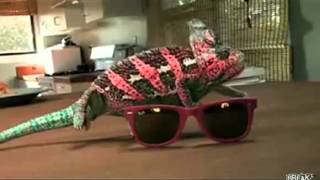 Coolest Chameleon Ever Video ... - YouTube.flv