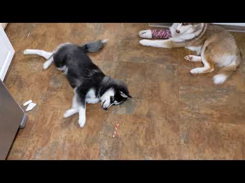 Pomsky - Loki play with his bone