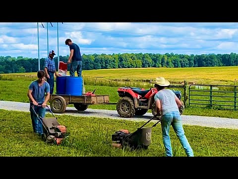 Making grass barrel silage for pigs!