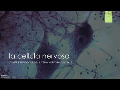 sistema nervoso e movimento