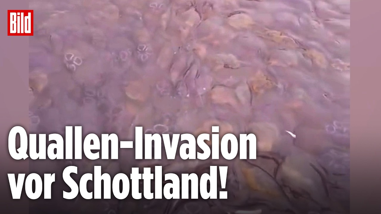 SCHOTTLAND: Seltenes Naturschauspiel bei Angelausflug – Tausende Quallen bedecken das Wasser!