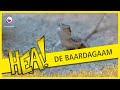 HEA! Reptiel de baardagaam