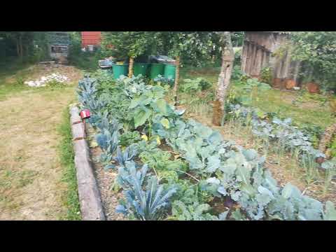 unser essbarer Waldgarten im Juni 21