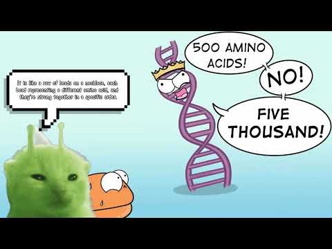 PROTEINS EXPLAINED WITH CATS!!!!!!