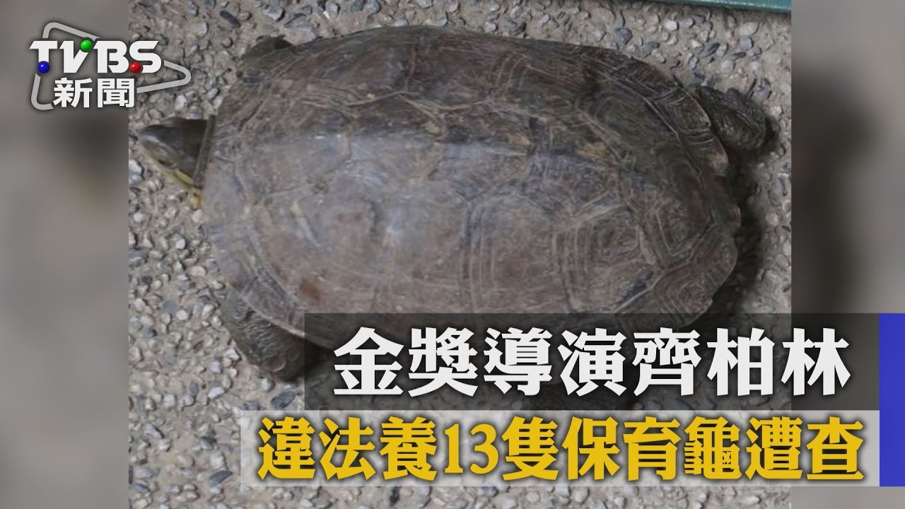 金獎導演齊柏林 違法養13隻保育龜遭查